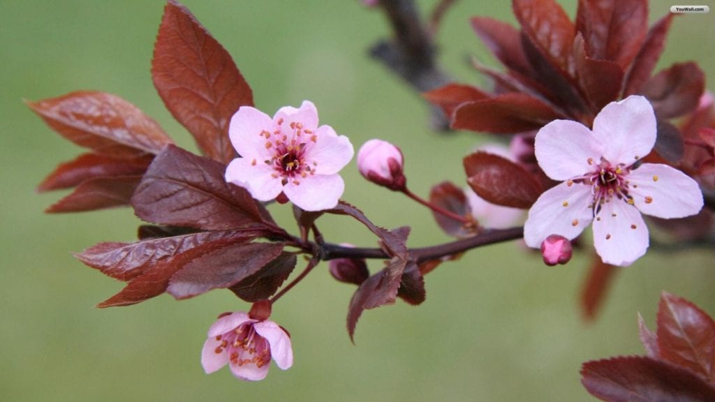 lovely-pink-flowers-wallpaper