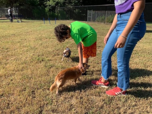 dog10