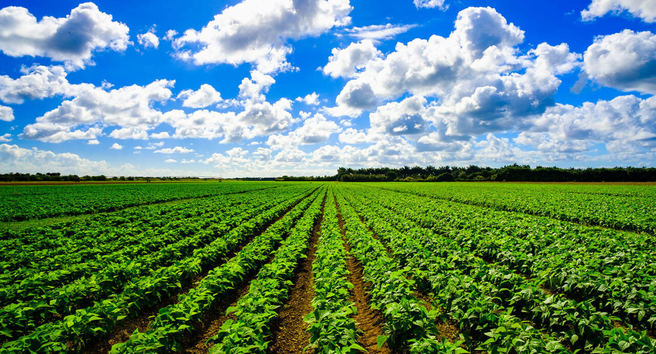 GA Rep. Doreen Carter to host agriculture resource forum
