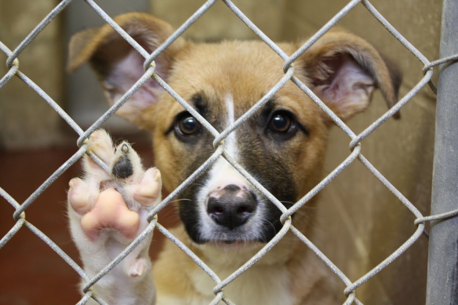 Rockdale County Animal Services to unveil new adoption trailer