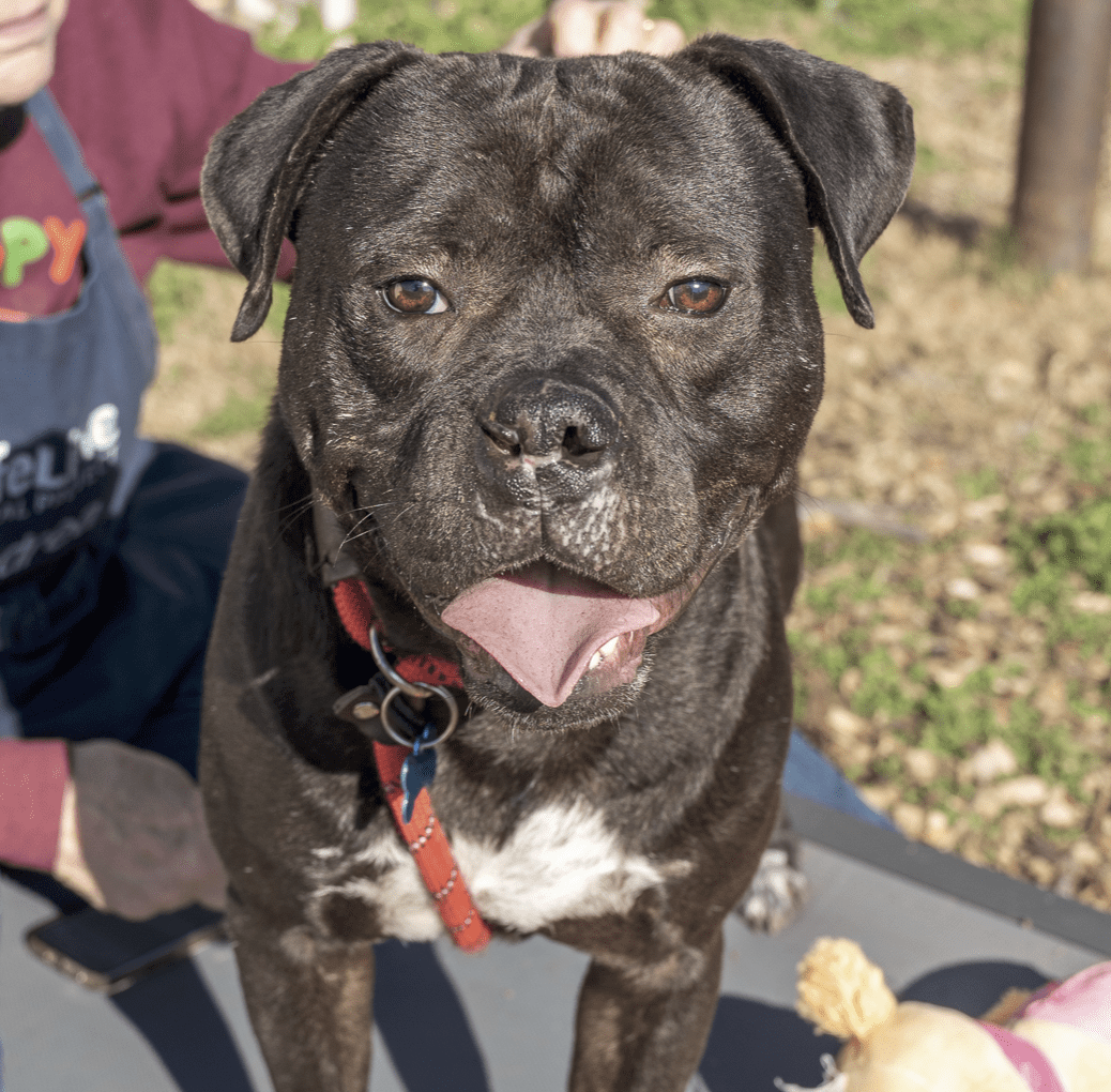 Meet DeKalb County’s Adoptable Pet of the Month